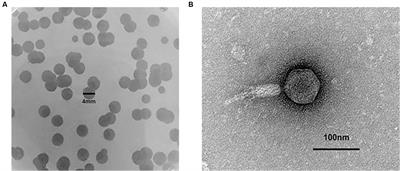 Characterization of the novel broad-spectrum lytic phage Phage_Pae01 and its antibiofilm efficacy against Pseudomonas aeruginosa
